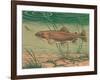 Woodcut of Rainbow Trout-null-Framed Art Print