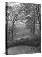 Wooded Area on Cliveden, Estate Owned by Lord William Waldorf Astor and Wife Lady Nancy Astor-Hans Wild-Stretched Canvas