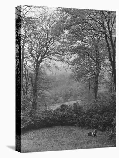 Wooded Area on Cliveden, Estate Owned by Lord William Waldorf Astor and Wife Lady Nancy Astor-Hans Wild-Stretched Canvas