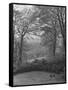 Wooded Area on Cliveden, Estate Owned by Lord William Waldorf Astor and Wife Lady Nancy Astor-Hans Wild-Framed Stretched Canvas