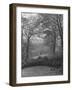 Wooded Area on Cliveden, Estate Owned by Lord William Waldorf Astor and Wife Lady Nancy Astor-Hans Wild-Framed Photographic Print