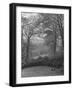 Wooded Area on Cliveden, Estate Owned by Lord William Waldorf Astor and Wife Lady Nancy Astor-Hans Wild-Framed Photographic Print
