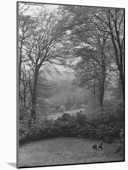 Wooded Area on Cliveden, Estate Owned by Lord William Waldorf Astor and Wife Lady Nancy Astor-Hans Wild-Mounted Photographic Print
