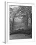 Wooded Area on Cliveden, Estate Owned by Lord William Waldorf Astor and Wife Lady Nancy Astor-Hans Wild-Framed Photographic Print