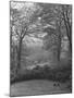 Wooded Area on Cliveden, Estate Owned by Lord William Waldorf Astor and Wife Lady Nancy Astor-Hans Wild-Mounted Photographic Print