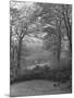 Wooded Area on Cliveden, Estate Owned by Lord William Waldorf Astor and Wife Lady Nancy Astor-Hans Wild-Mounted Photographic Print