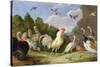 Wooded Landscape with a Cock, Turkey, Hens and Other Birds, 17th Century-Jan van Kessel the Elder-Stretched Canvas