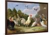 Wooded Landscape with a Cock, Turkey, Hens and Other Birds, 17th Century-Jan van Kessel the Elder-Framed Giclee Print