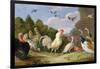 Wooded Landscape with a Cock, Turkey, Hens and Other Birds, 17th Century-Jan van Kessel the Elder-Framed Giclee Print