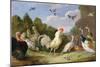 Wooded Landscape with a Cock, Turkey, Hens and Other Birds, 17th Century-Jan van Kessel the Elder-Mounted Giclee Print