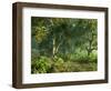 Wooded Meadow-Atelier Sommerland-Framed Art Print