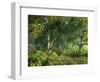 Wooded Meadow-Atelier Sommerland-Framed Art Print