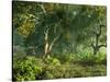 Wooded Meadow-Atelier Sommerland-Stretched Canvas