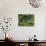Wooded Meadow-Atelier Sommerland-Art Print displayed on a wall
