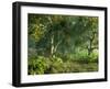 Wooded Meadow-Atelier Sommerland-Framed Art Print