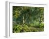 Wooded Meadow-Atelier Sommerland-Framed Art Print