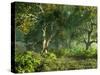 Wooded Meadow-Atelier Sommerland-Stretched Canvas