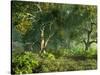 Wooded Meadow-Atelier Sommerland-Stretched Canvas