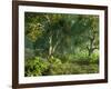 Wooded Meadow-Atelier Sommerland-Framed Art Print