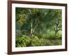 Wooded Meadow-Atelier Sommerland-Framed Art Print