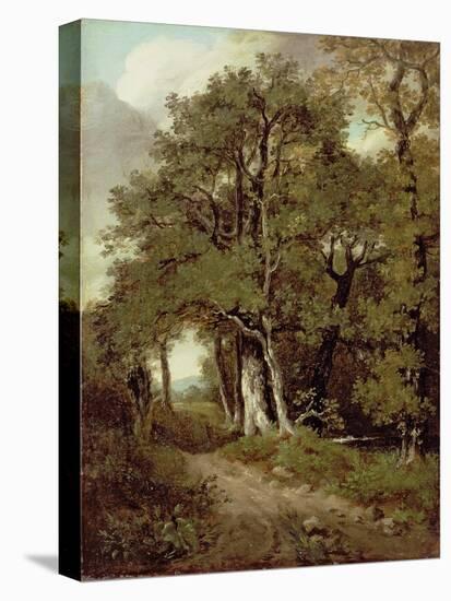 Wooded Path-John Constable-Stretched Canvas