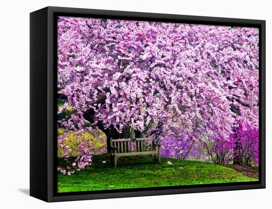 Wooden Bench under Cherry Blossom Tree in Winterthur Gardens, Wilmington, Delaware, Usa-Jay O'brien-Framed Stretched Canvas