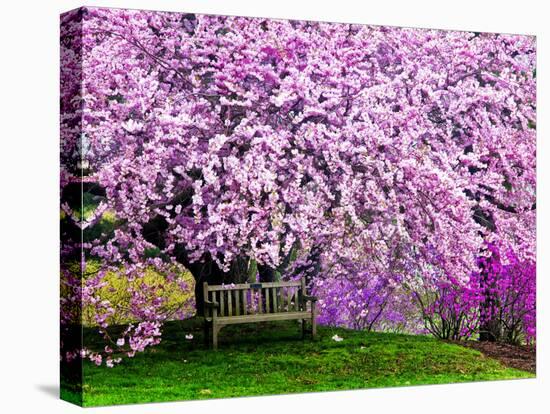 Wooden Bench under Cherry Blossom Tree in Winterthur Gardens, Wilmington, Delaware, Usa-Jay O'brien-Stretched Canvas