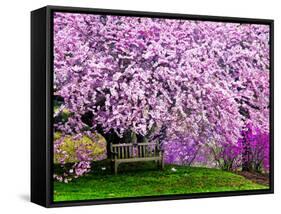 Wooden Bench under Cherry Blossom Tree in Winterthur Gardens, Wilmington, Delaware, Usa-Jay O'brien-Framed Stretched Canvas