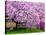 Wooden Bench under Cherry Blossom Tree in Winterthur Gardens, Wilmington, Delaware, Usa-Jay O'brien-Stretched Canvas