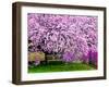 Wooden Bench under Cherry Blossom Tree in Winterthur Gardens, Wilmington, Delaware, Usa-Jay O'brien-Framed Premium Photographic Print