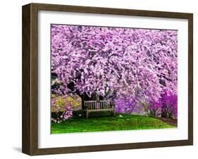 Wooden Bench under Cherry Blossom Tree in Winterthur Gardens, Wilmington, Delaware, Usa-Jay O'brien-Framed Photographic Print