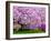 Wooden Bench under Cherry Blossom Tree in Winterthur Gardens, Wilmington, Delaware, Usa-Jay O'brien-Framed Photographic Print