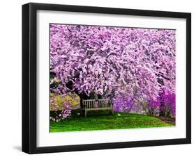 Wooden Bench under Cherry Blossom Tree in Winterthur Gardens, Wilmington, Delaware, Usa-Jay O'brien-Framed Photographic Print