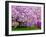 Wooden Bench under Cherry Blossom Tree in Winterthur Gardens, Wilmington, Delaware, Usa-Jay O'brien-Framed Photographic Print