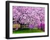 Wooden Bench under Cherry Blossom Tree in Winterthur Gardens, Wilmington, Delaware, Usa-Jay O'brien-Framed Photographic Print