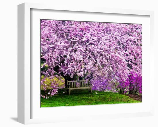 Wooden Bench under Cherry Blossom Tree in Winterthur Gardens, Wilmington, Delaware, Usa-Jay O'brien-Framed Photographic Print