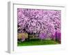 Wooden Bench under Cherry Blossom Tree in Winterthur Gardens, Wilmington, Delaware, Usa-Jay O'brien-Framed Photographic Print