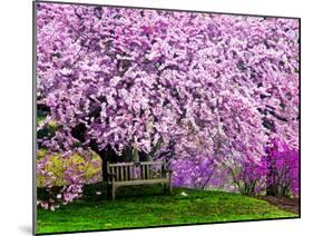 Wooden Bench under Cherry Blossom Tree in Winterthur Gardens, Wilmington, Delaware, Usa-Jay O'brien-Mounted Photographic Print