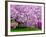 Wooden Bench under Cherry Blossom Tree in Winterthur Gardens, Wilmington, Delaware, Usa-Jay O'brien-Framed Photographic Print