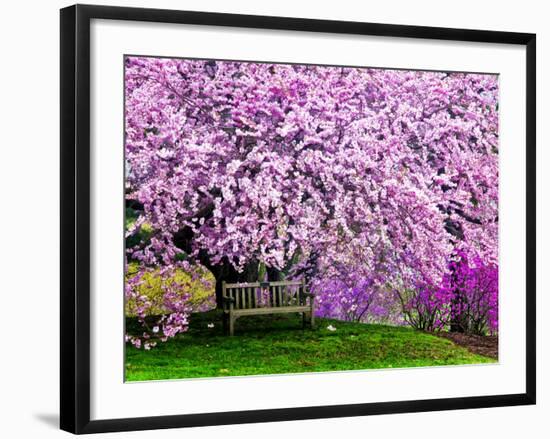 Wooden Bench under Cherry Blossom Tree in Winterthur Gardens, Wilmington, Delaware, Usa-Jay O'brien-Framed Photographic Print