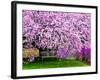 Wooden Bench under Cherry Blossom Tree in Winterthur Gardens, Wilmington, Delaware, Usa-Jay O'brien-Framed Photographic Print