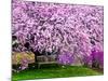 Wooden Bench under Cherry Blossom Tree in Winterthur Gardens, Wilmington, Delaware, Usa-Jay O'brien-Mounted Photographic Print
