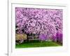 Wooden Bench under Cherry Blossom Tree in Winterthur Gardens, Wilmington, Delaware, Usa-Jay O'brien-Framed Photographic Print