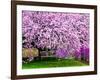 Wooden Bench under Cherry Blossom Tree in Winterthur Gardens, Wilmington, Delaware, Usa-Jay O'brien-Framed Photographic Print