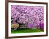 Wooden Bench under Cherry Blossom Tree in Winterthur Gardens, Wilmington, Delaware, Usa-Jay O'brien-Framed Photographic Print