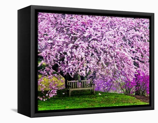 Wooden Bench under Cherry Blossom Tree in Winterthur Gardens, Wilmington, Delaware, Usa-Jay O'brien-Framed Stretched Canvas