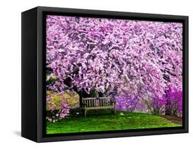 Wooden Bench under Cherry Blossom Tree in Winterthur Gardens, Wilmington, Delaware, Usa-Jay O'brien-Framed Stretched Canvas