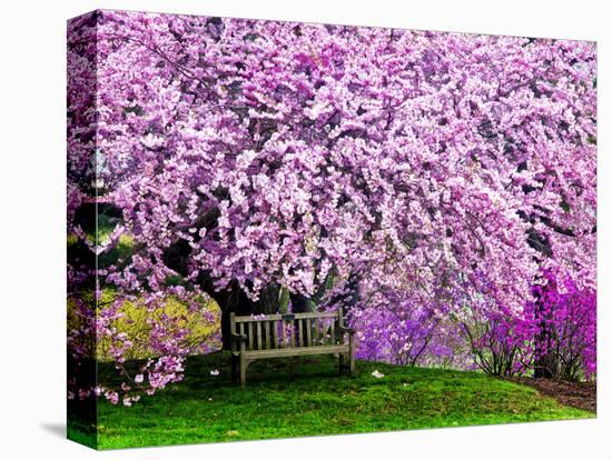 Wooden Bench under Cherry Blossom Tree in Winterthur Gardens, Wilmington, Delaware, Usa-Jay O'brien-Stretched Canvas