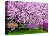 Wooden Bench under Cherry Blossom Tree in Winterthur Gardens, Wilmington, Delaware, Usa-Jay O'brien-Stretched Canvas