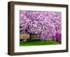 Wooden Bench under Cherry Blossom Tree in Winterthur Gardens, Wilmington, Delaware, Usa-Jay O'brien-Framed Photographic Print